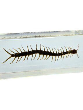 4 1/4" Real Large Centipede in Clear Lucite Resin Science Education Specimen